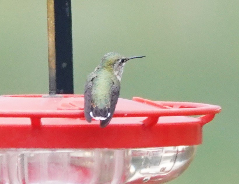 Calliope Hummingbird - ML642021229