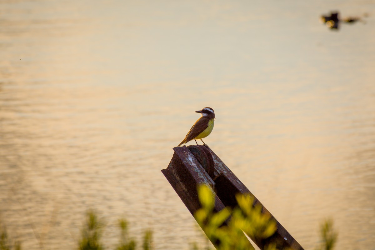 Great Kiskadee - ML642021244