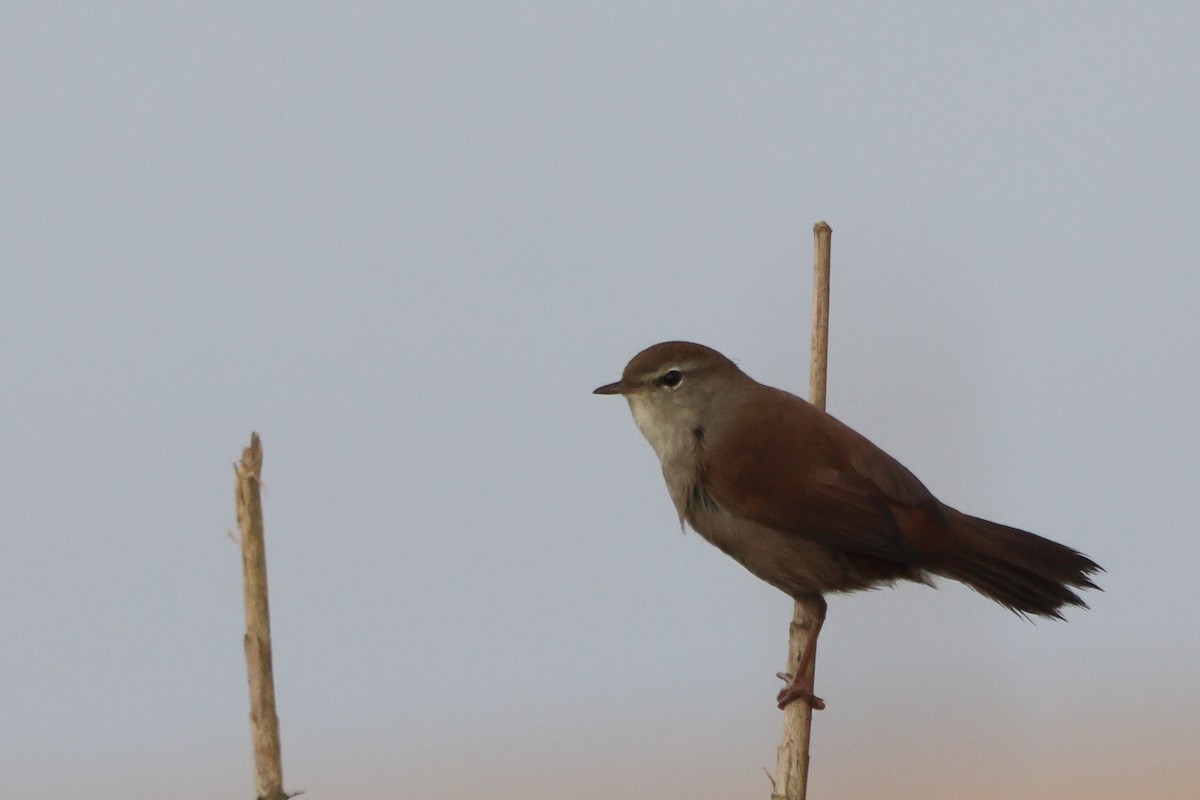 Cetti's Warbler - ML642021246