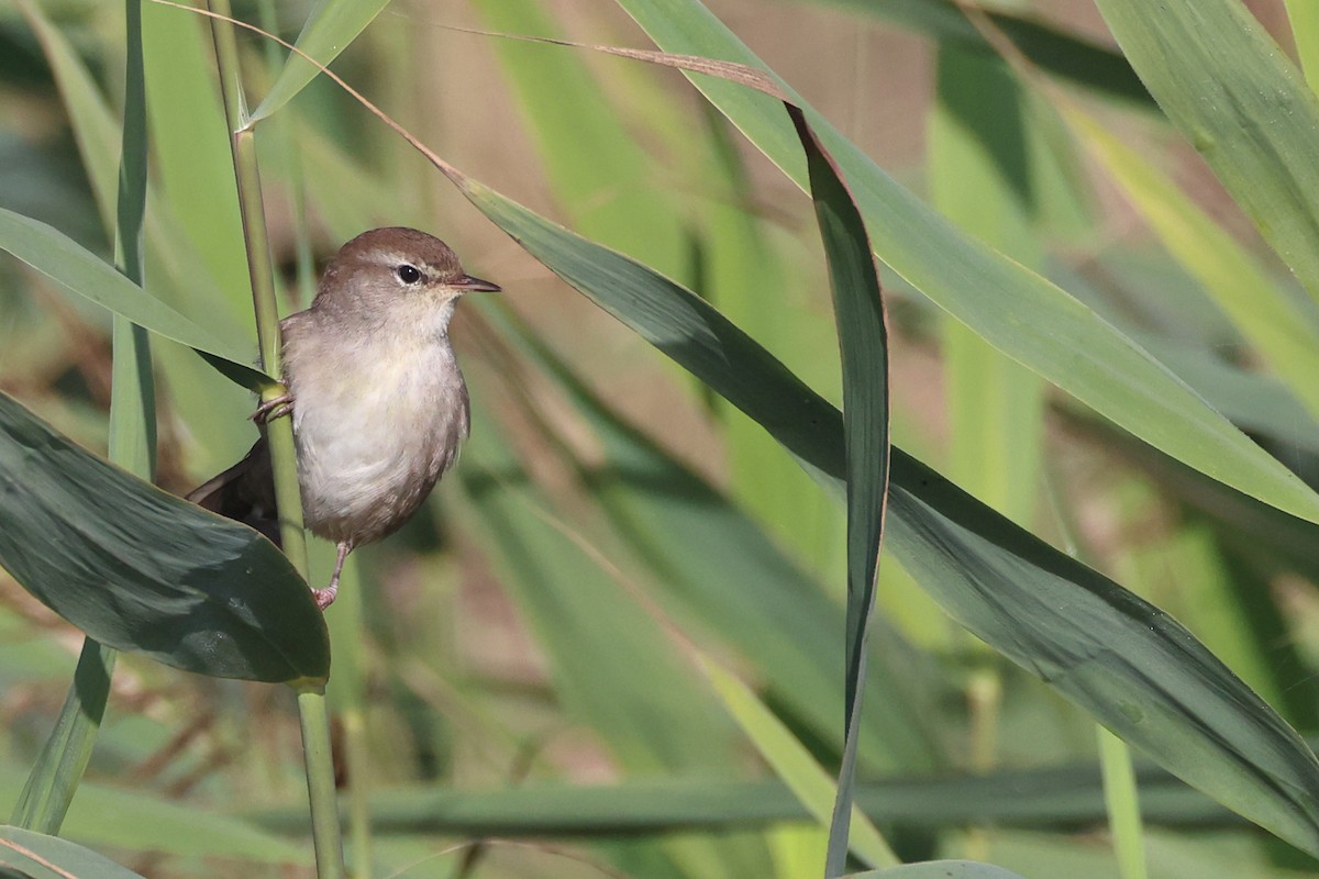Cetti's Warbler - ML642021247