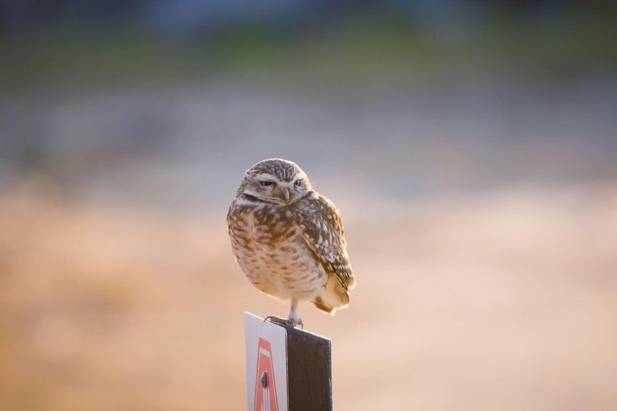 Burrowing Owl - ML642021249
