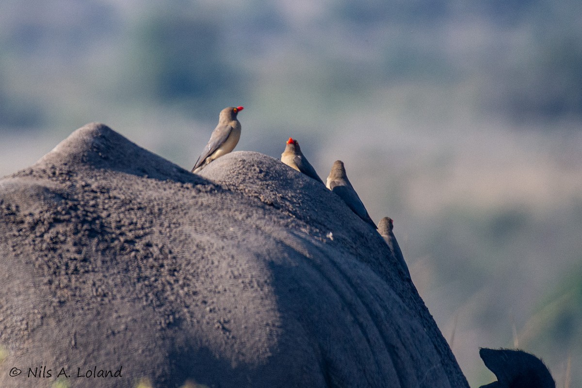 Red-billed Oxpecker - ML642021256