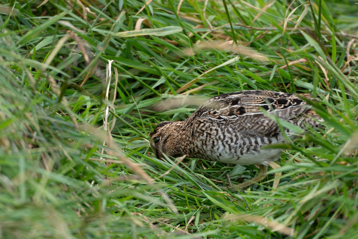 Noble Snipe - ML642021264