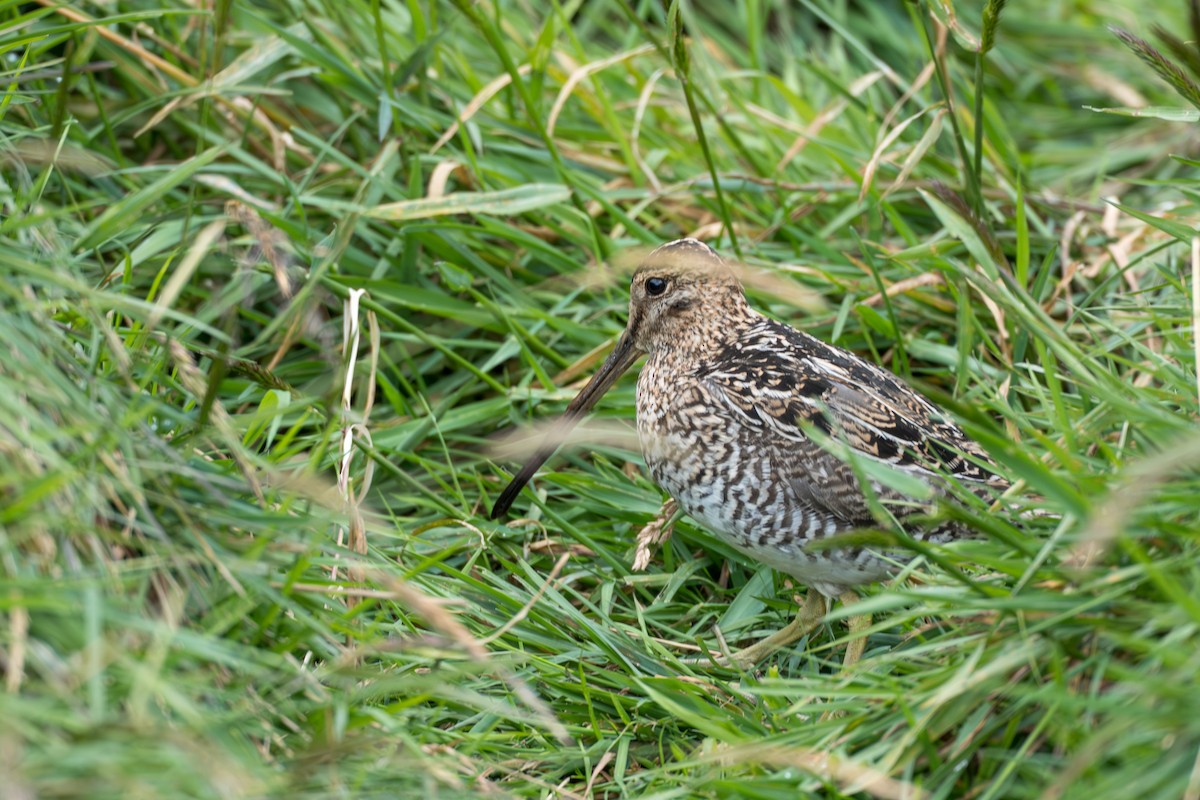 Noble Snipe - ML642021265