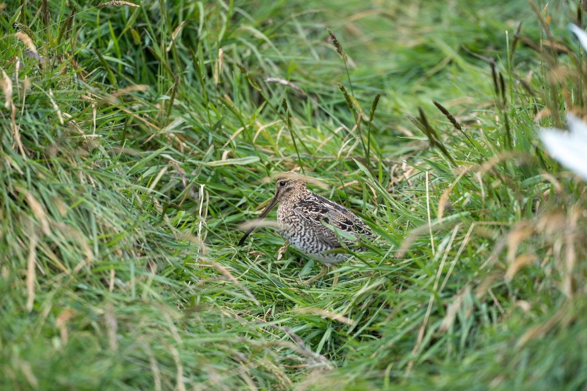 Noble Snipe - ML642021266