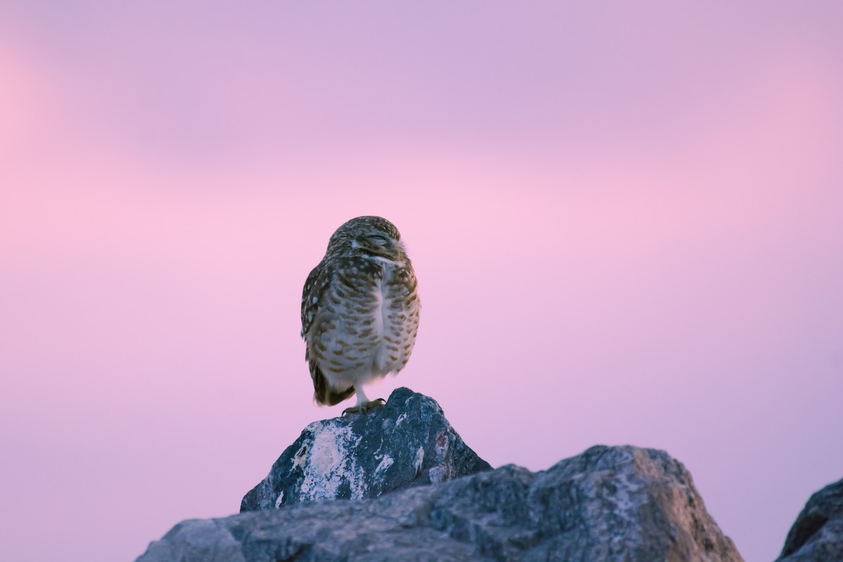 Burrowing Owl - ML642021280