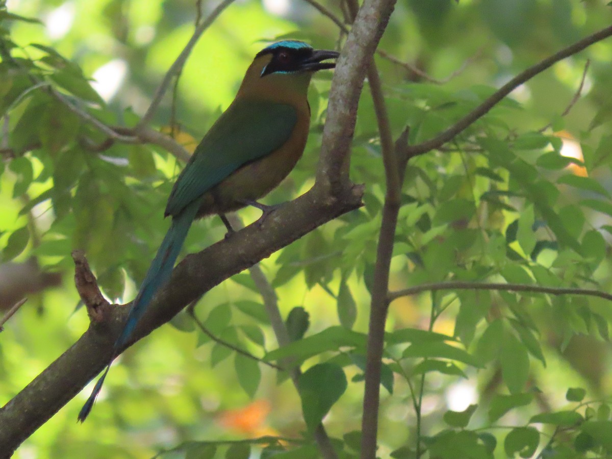 Lesson's Motmot - ML642021284