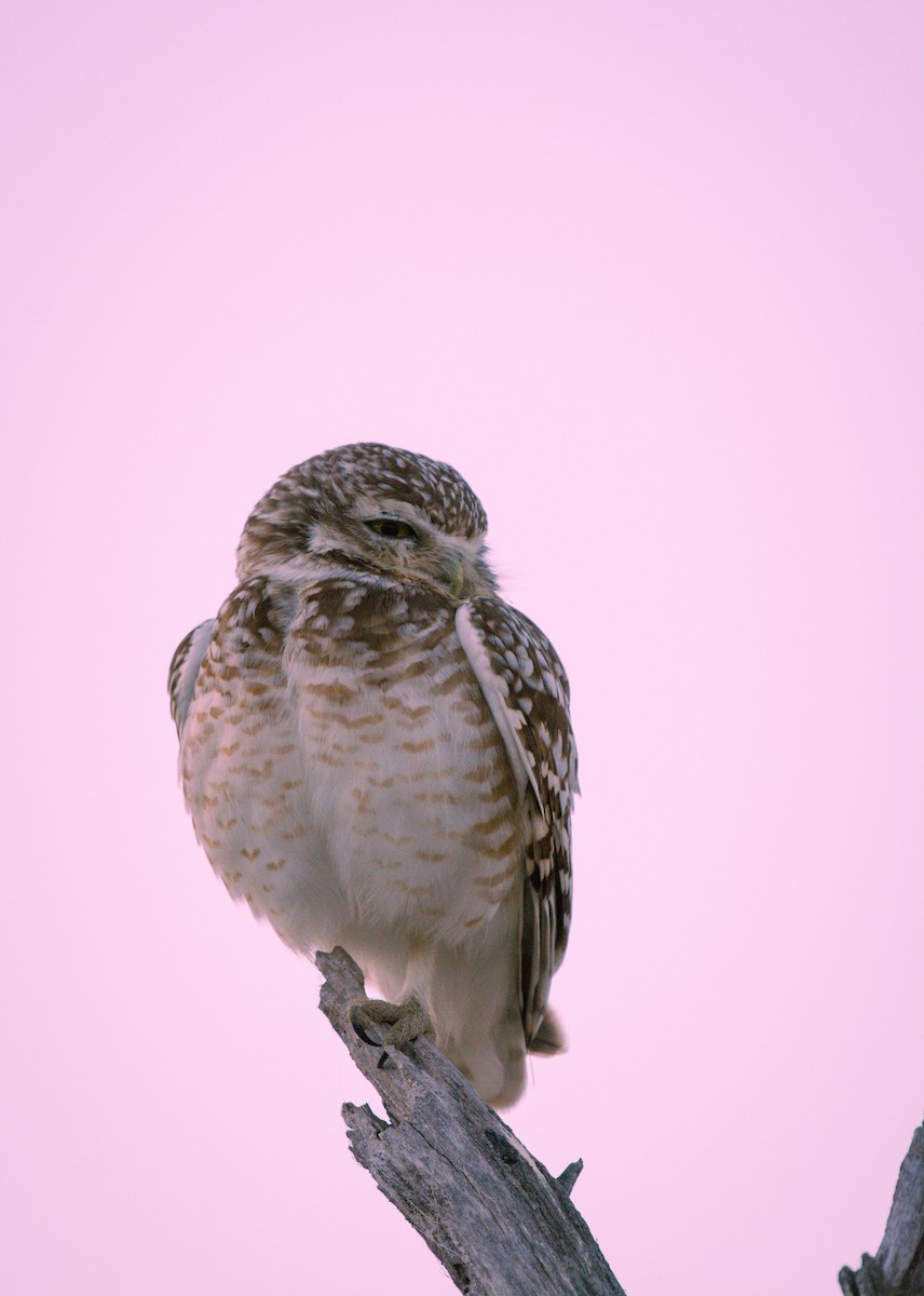 Burrowing Owl - ML642021288