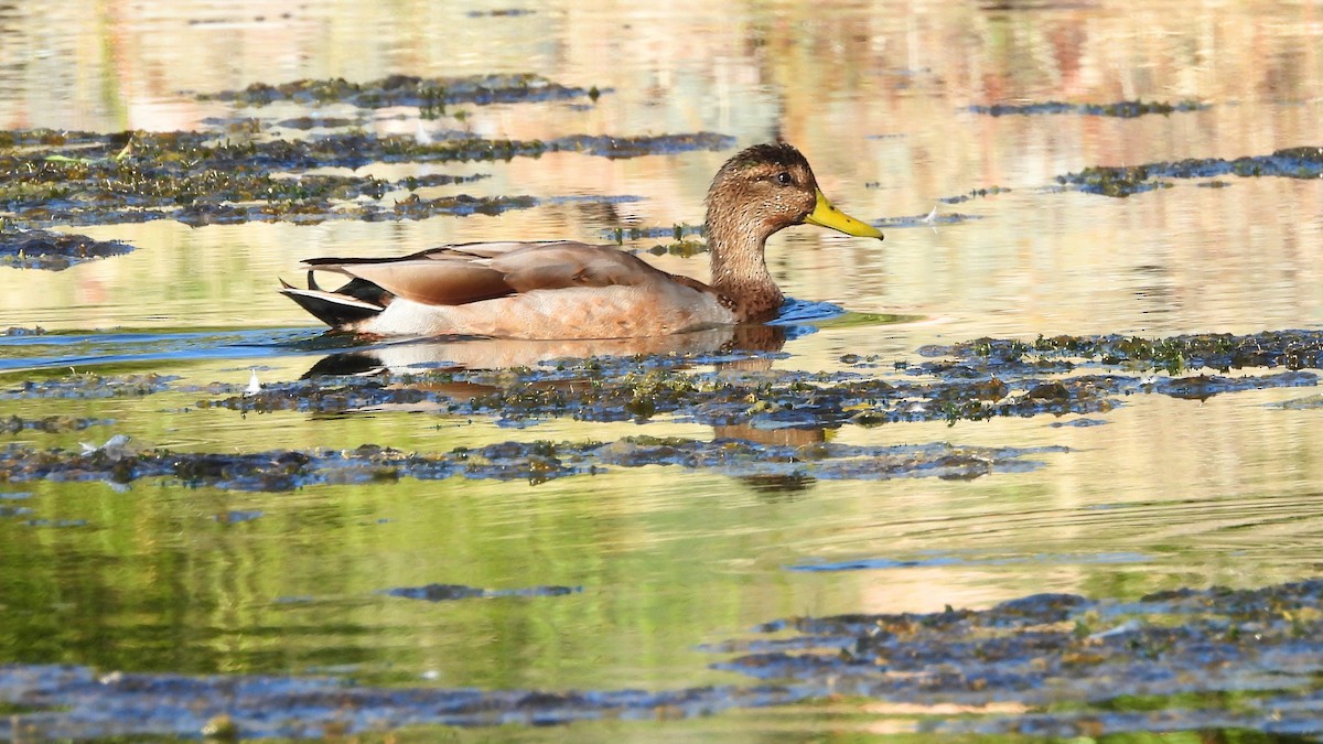 Mallard/Mexican Duck - ML642021304