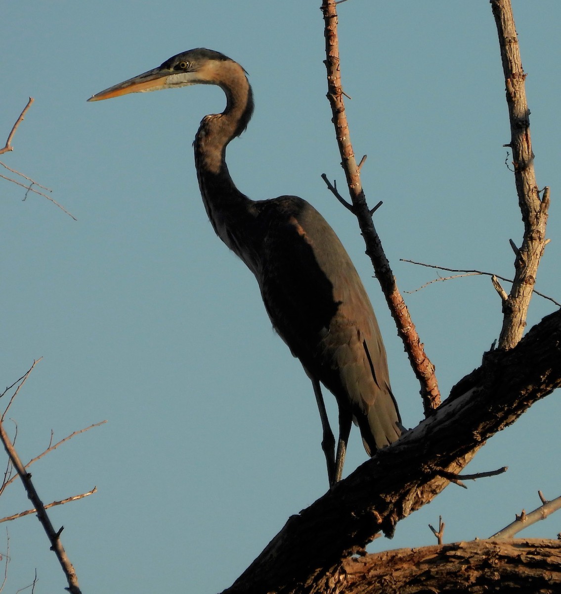 Great Blue Heron - ML642021343