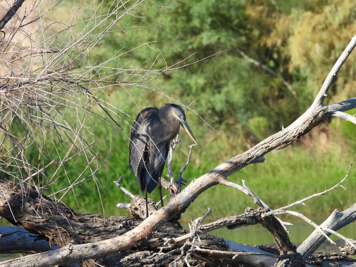 Great Blue Heron - ML642021344