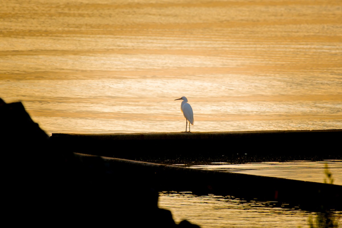 Snowy Egret - ML642021347