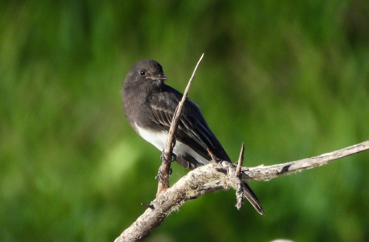 Black Phoebe - ML642021349