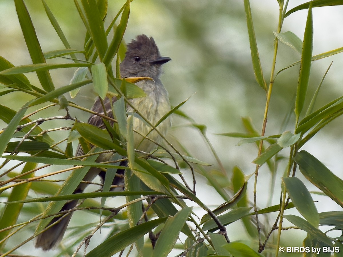Apical Flycatcher - ML642021350