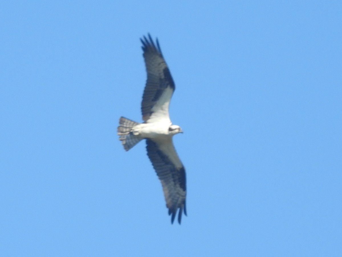 Скопа західна (підвид carolinensis) - ML642021377