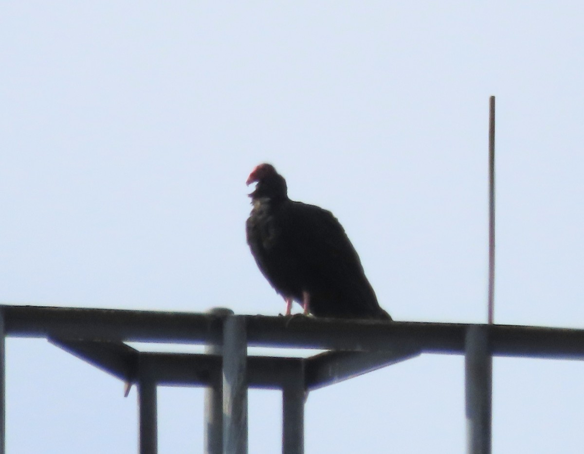 Hindi Akbabası - ML642021393