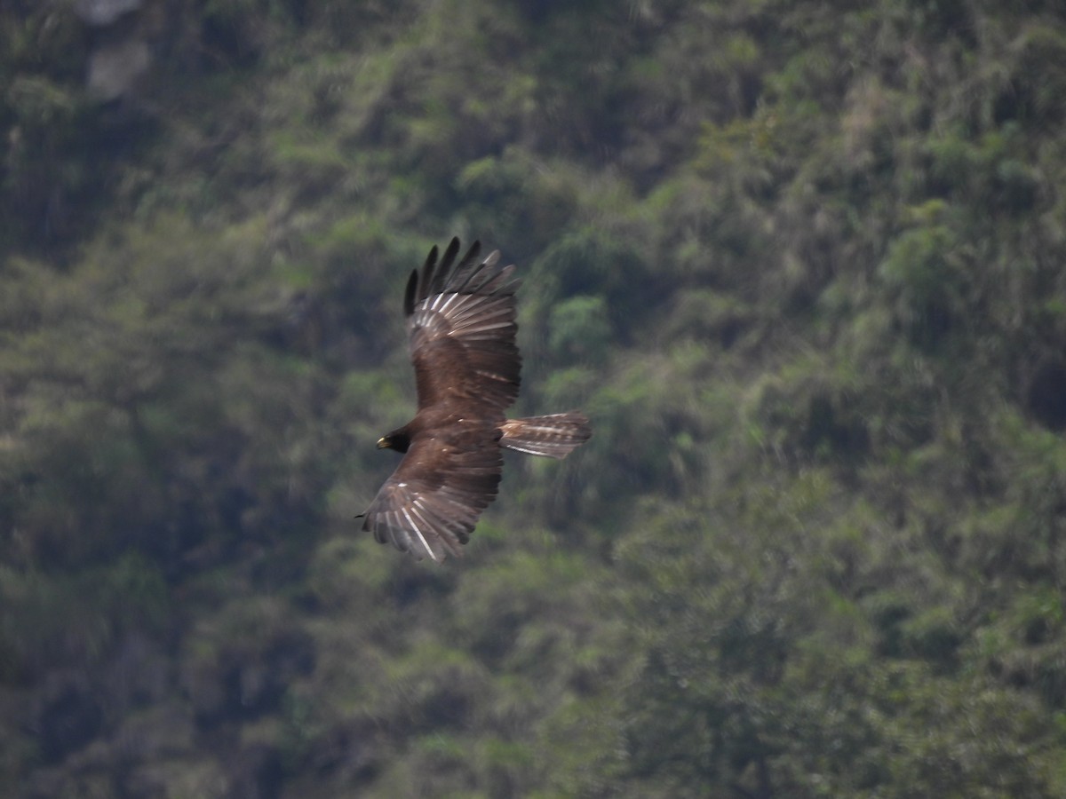 Black Eagle - ML642021396