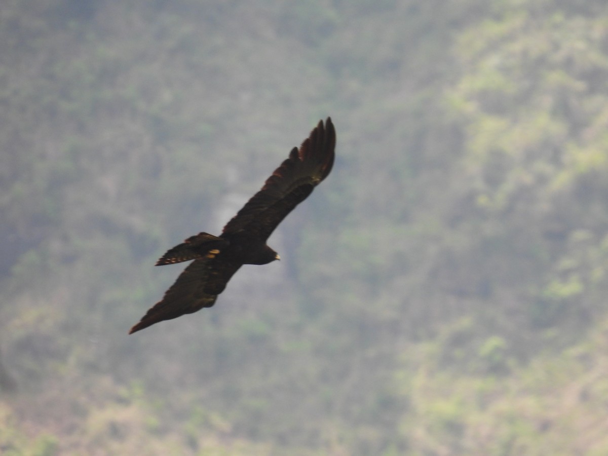 Black Eagle - ML642021397