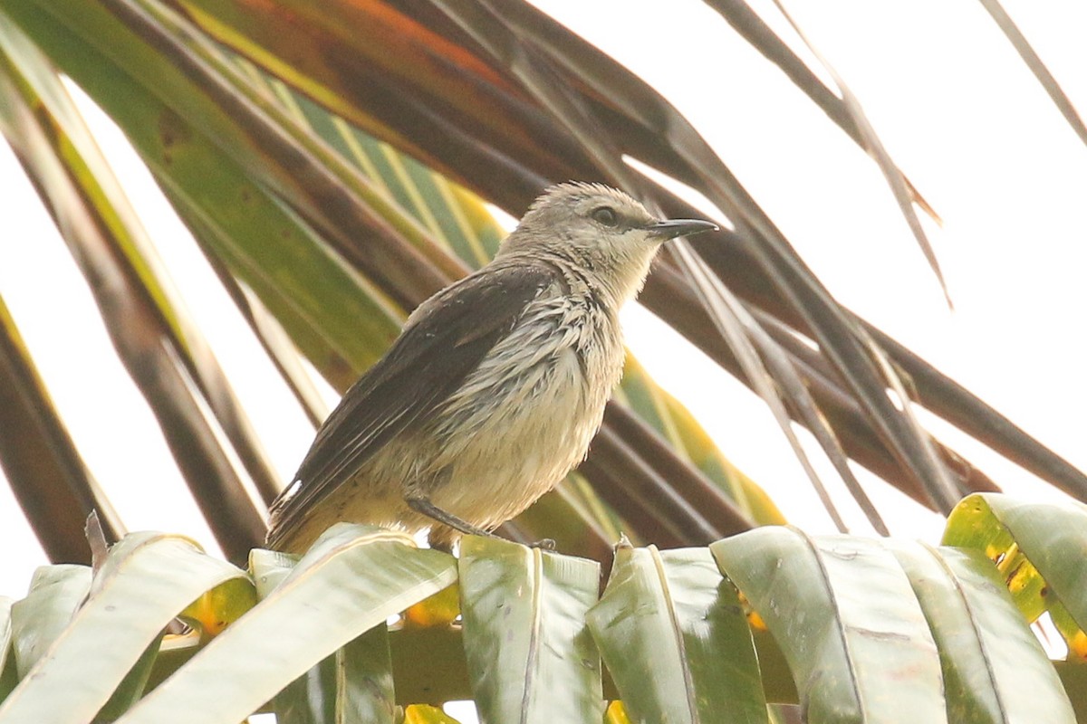 Tropical Mockingbird - ML642021398