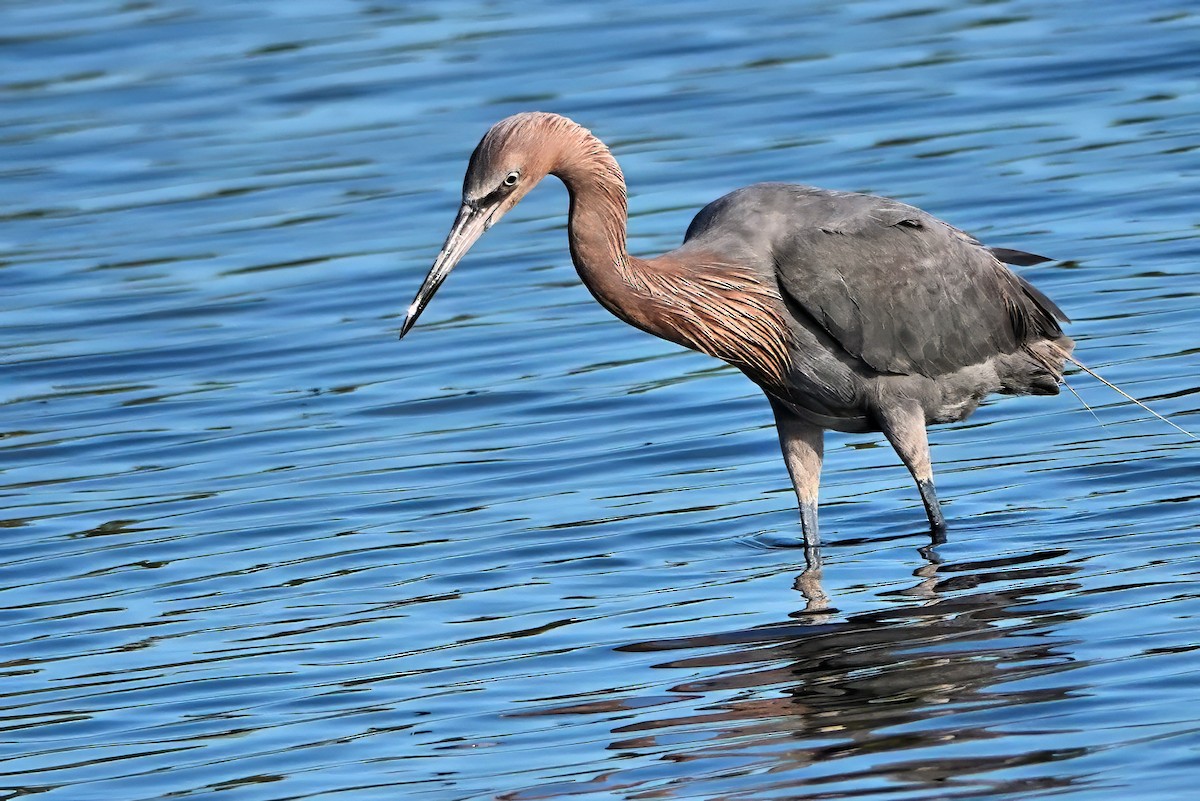 Reddish Egret - ML642021415