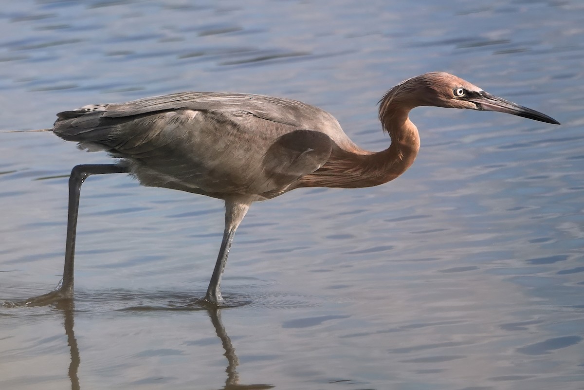 Reddish Egret - ML642021417
