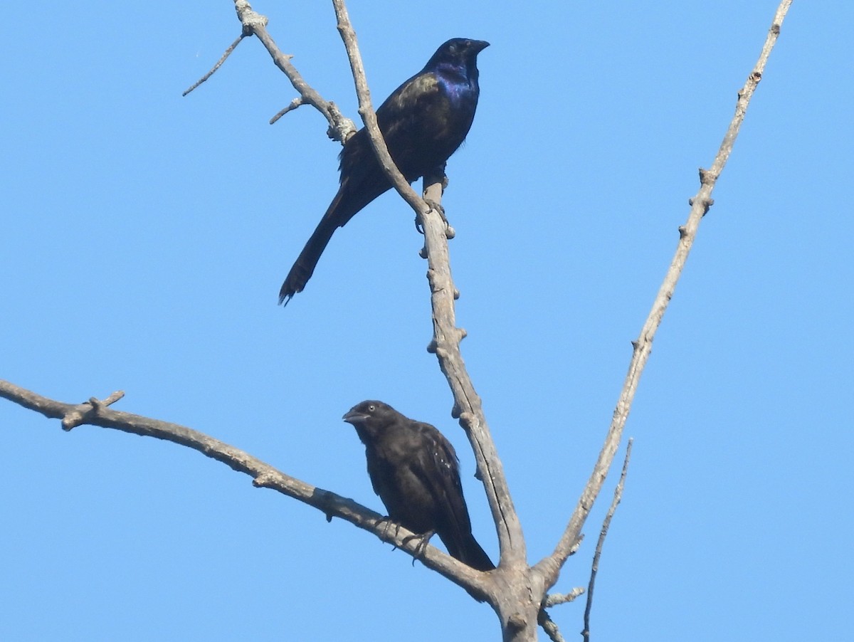 Common Grackle - ML642021437