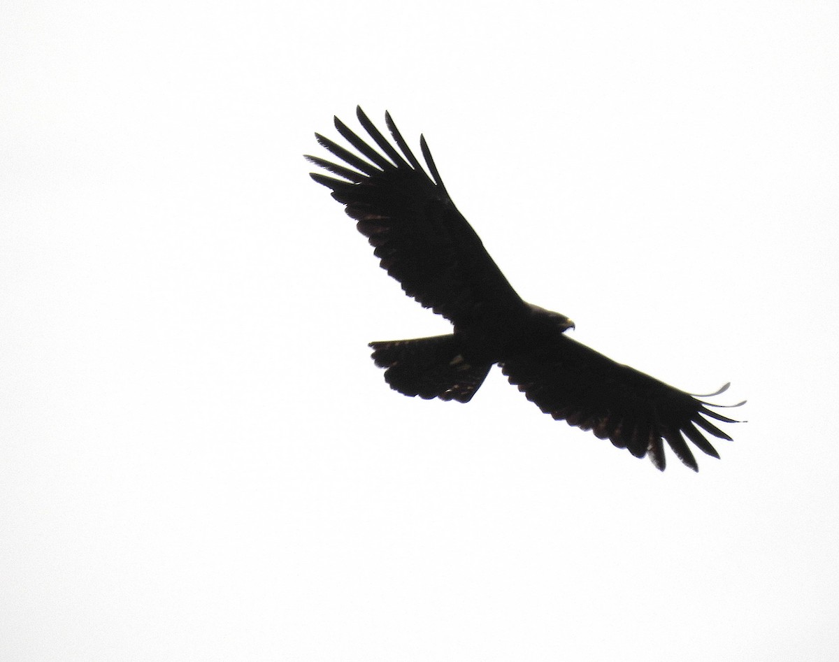 Black Eagle - ML642021439