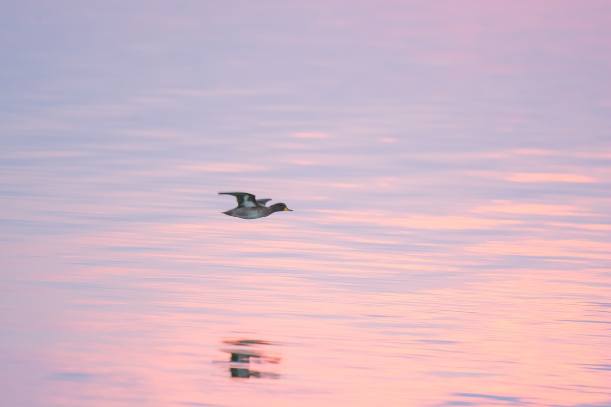 Yellow-billed Teal - ML642021442