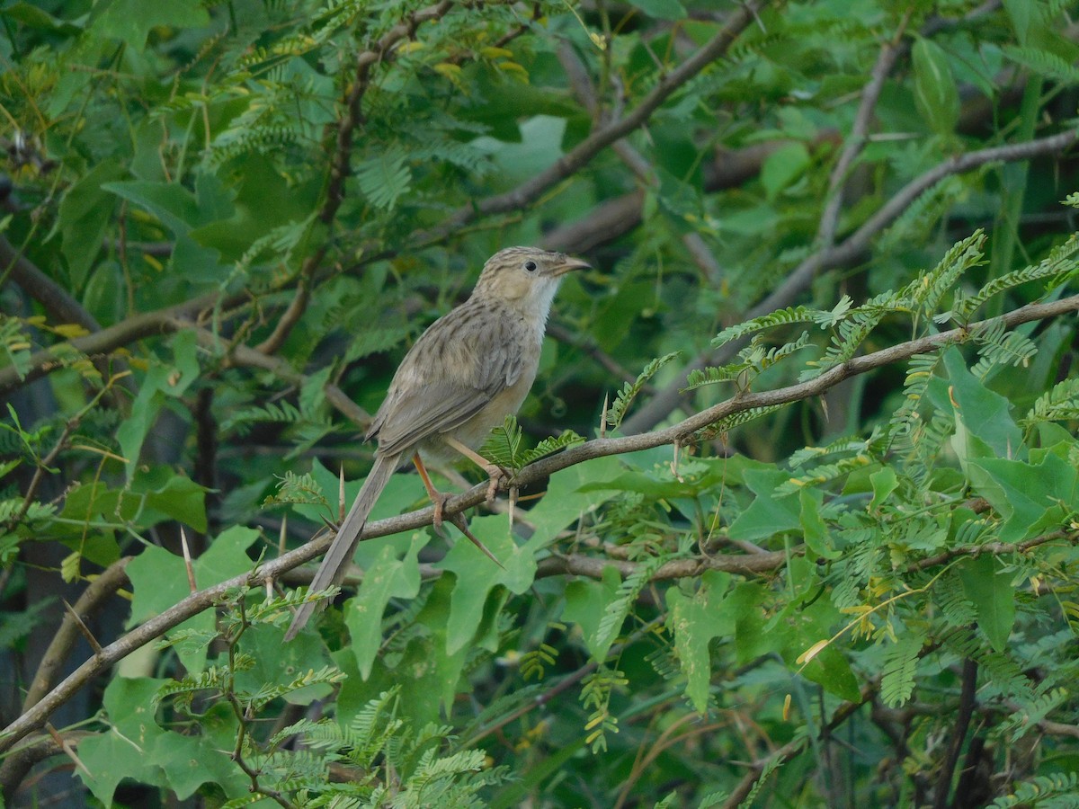 Common Babbler - ML642021456