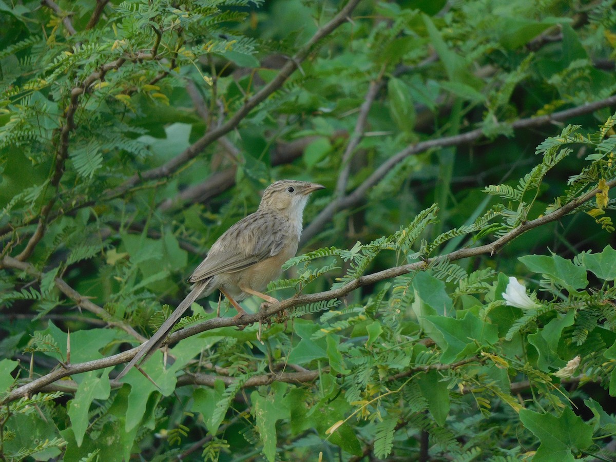 Common Babbler - ML642021457