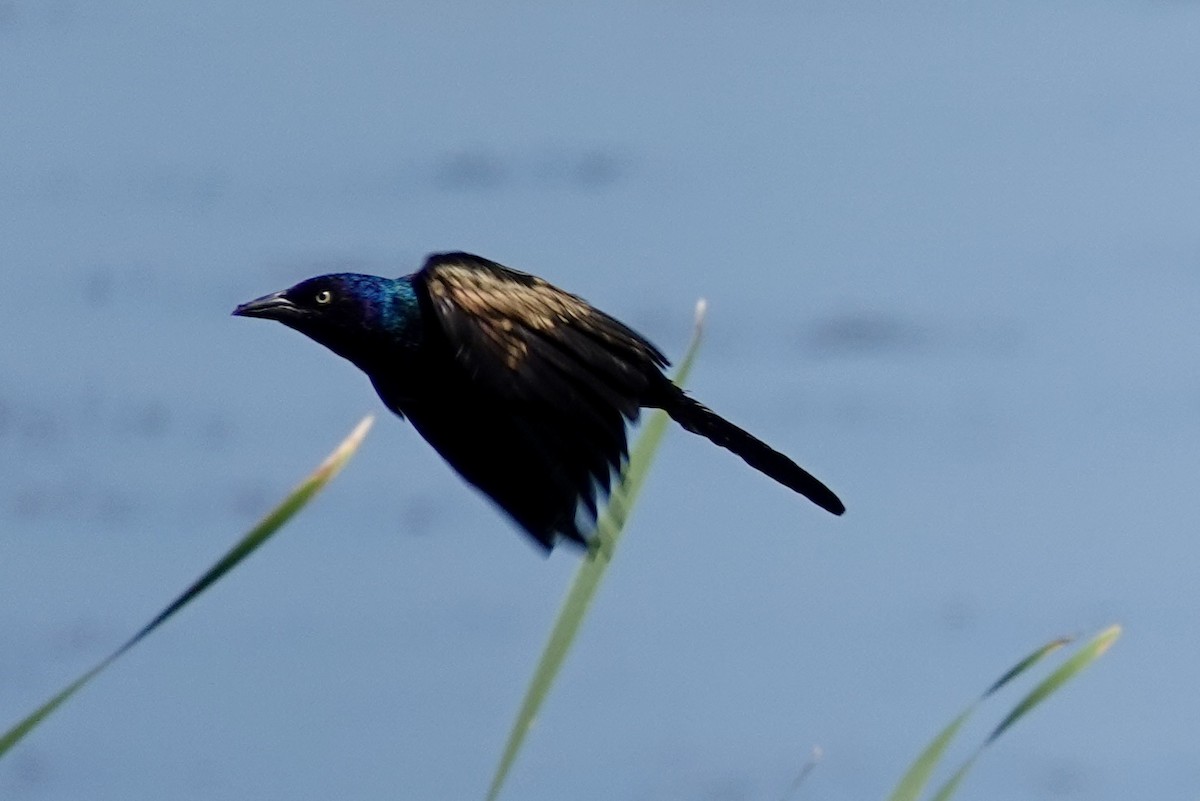 Common Grackle - ML642021476