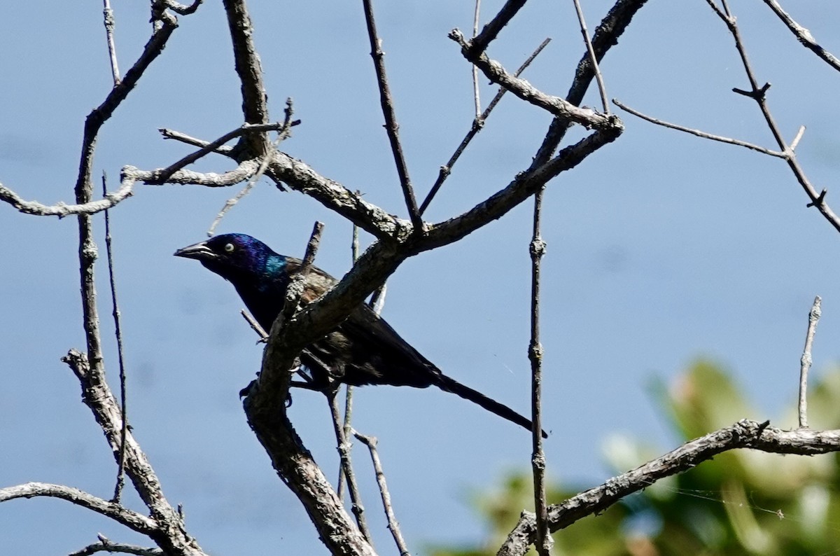 Common Grackle - ML642021477