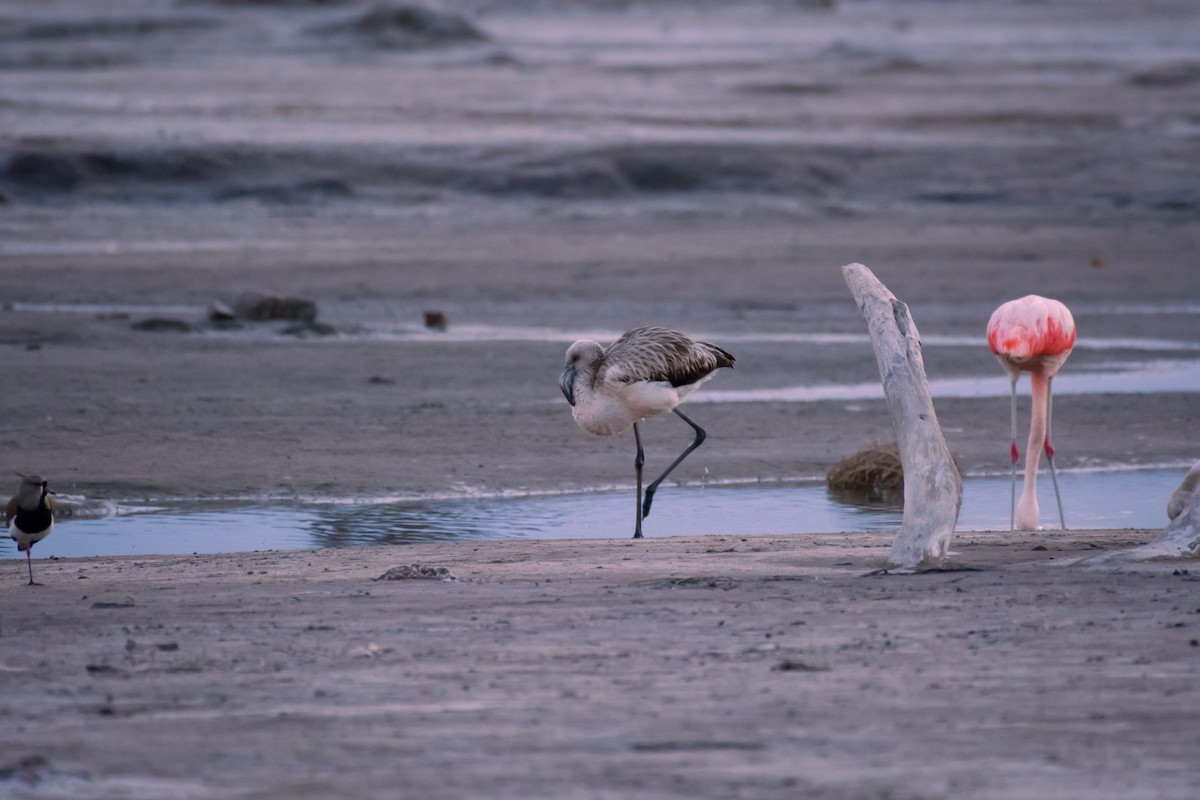 Chilean Flamingo - ML642021481