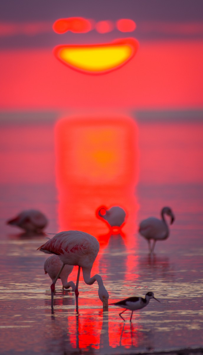 Chilean Flamingo - ML642021482