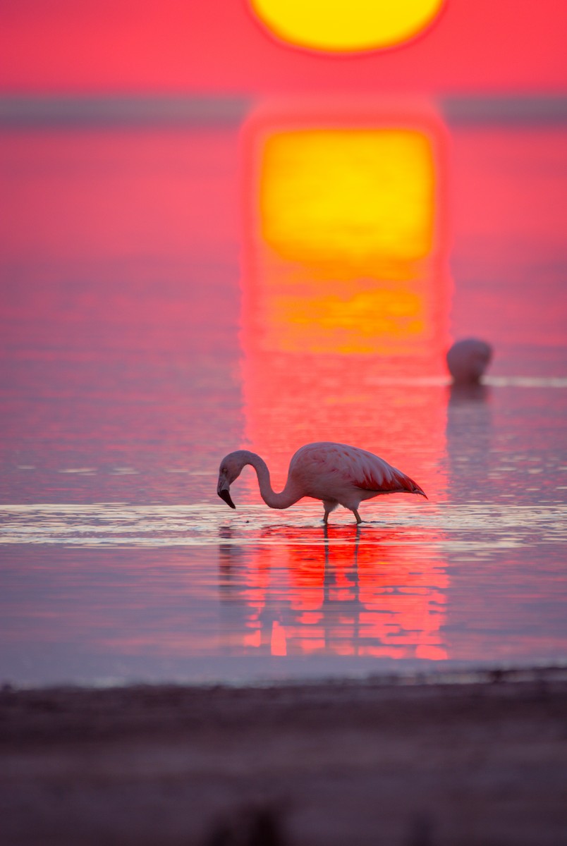 Chilean Flamingo - ML642021483