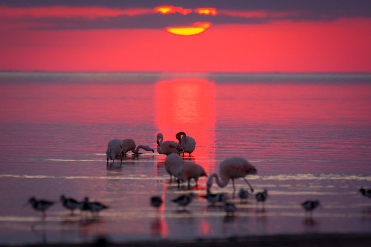 Chilean Flamingo - ML642021484