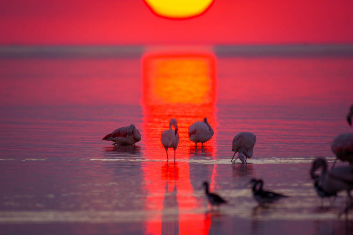 Chilean Flamingo - ML642021485