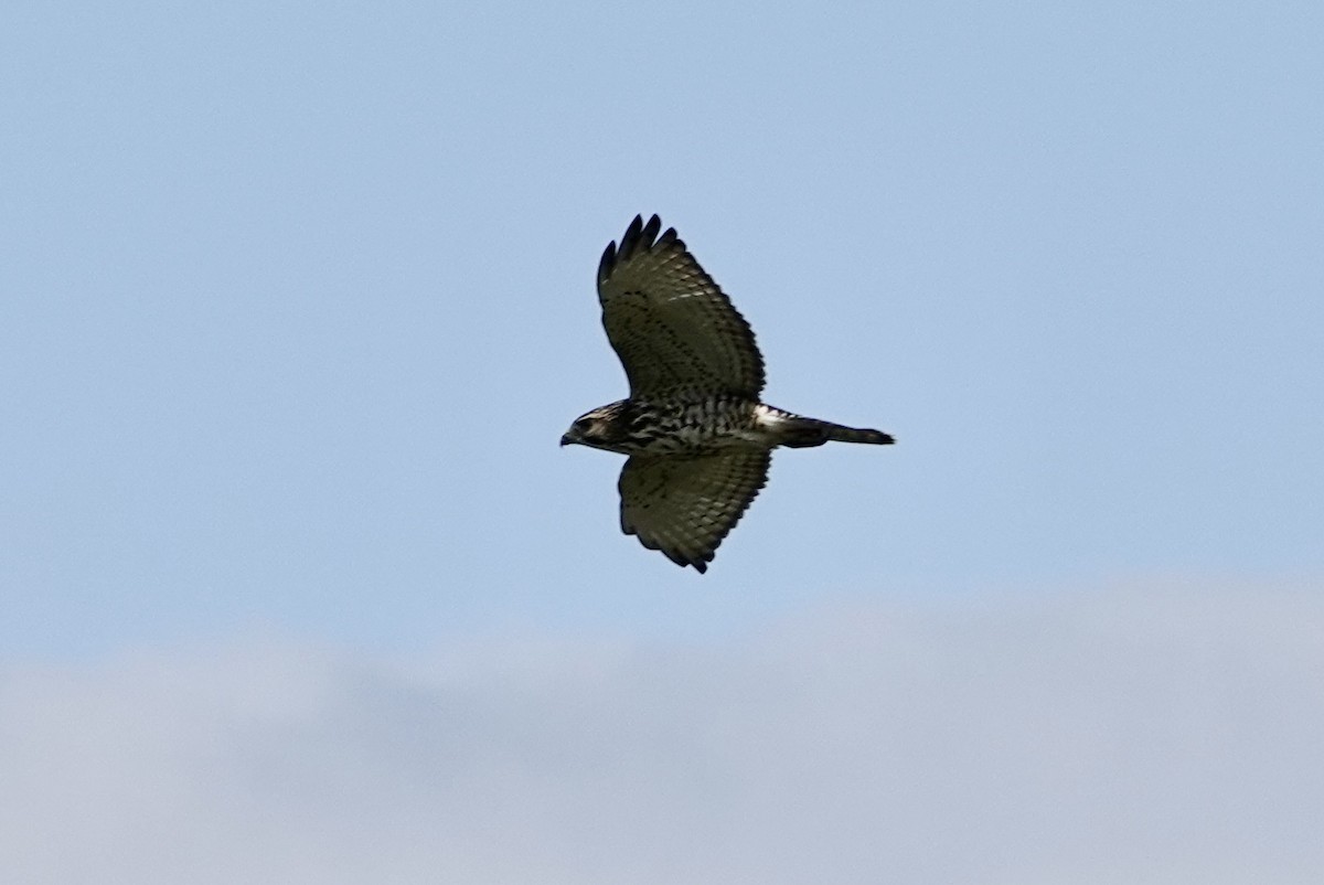 Broad-winged Hawk - ML642021498