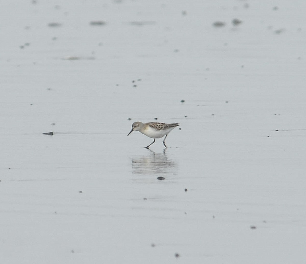 beringsnipe - ML642021512
