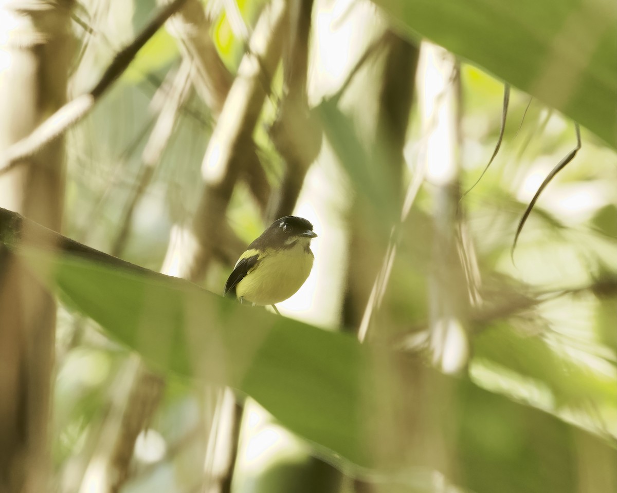 Black-backed Tody-Flycatcher - ML642021518