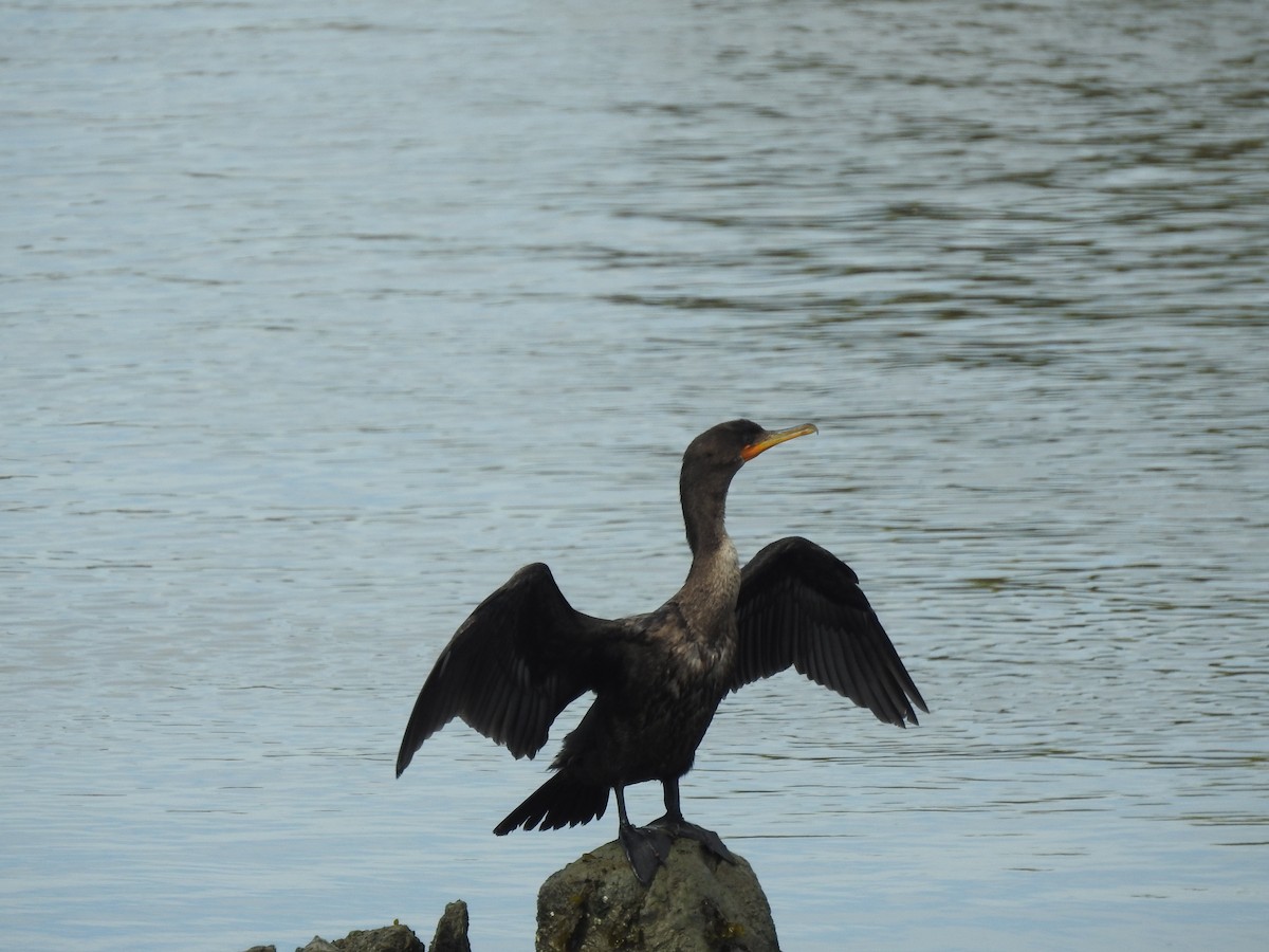 Cormorán Orejudo - ML642021532