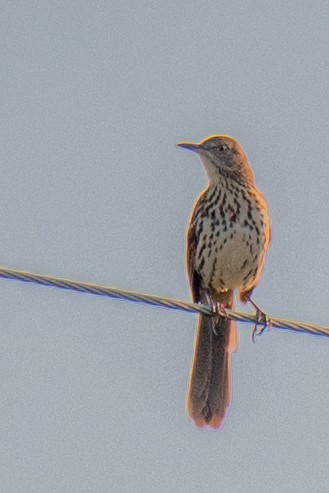 Brown Thrasher - ML642021533
