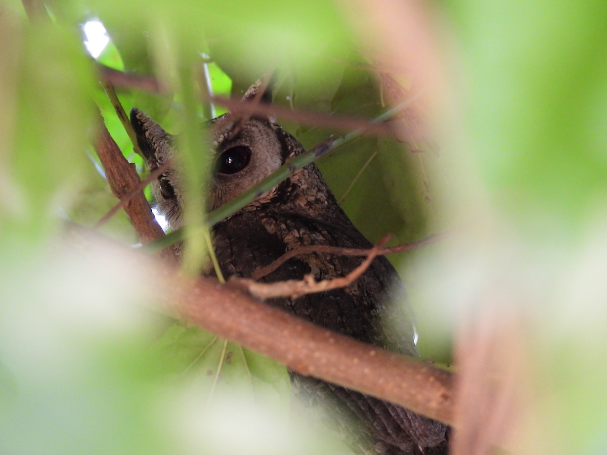 Indian Scops-Owl - ML642021552