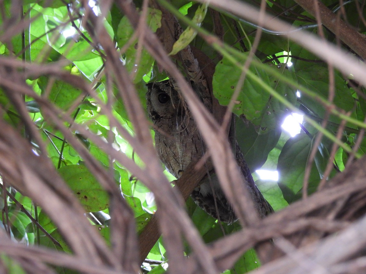 Indian Scops-Owl - ML642021553