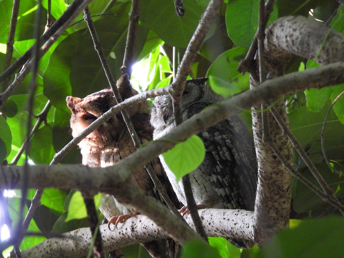 Indian Scops-Owl - ML642021554