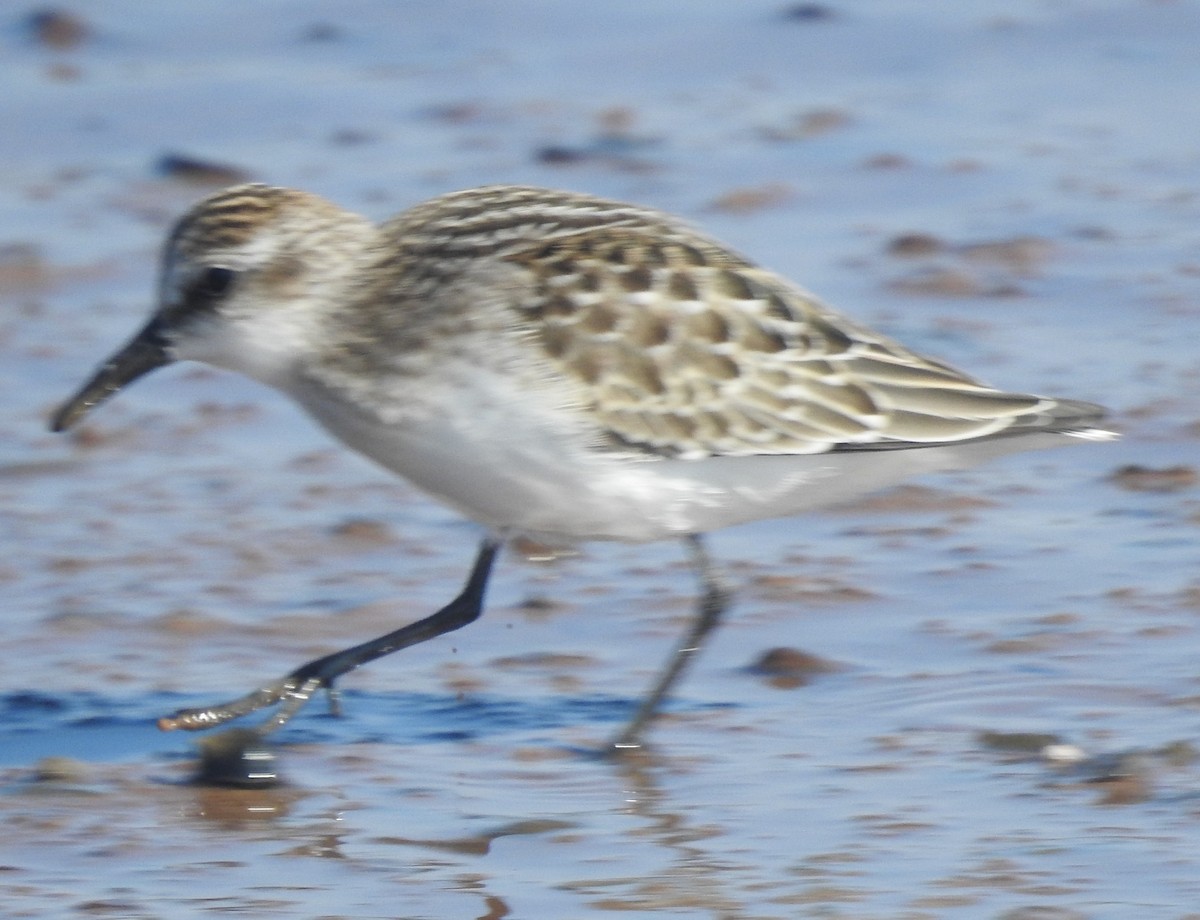 Semipalmated Sandpiper - ML642021563