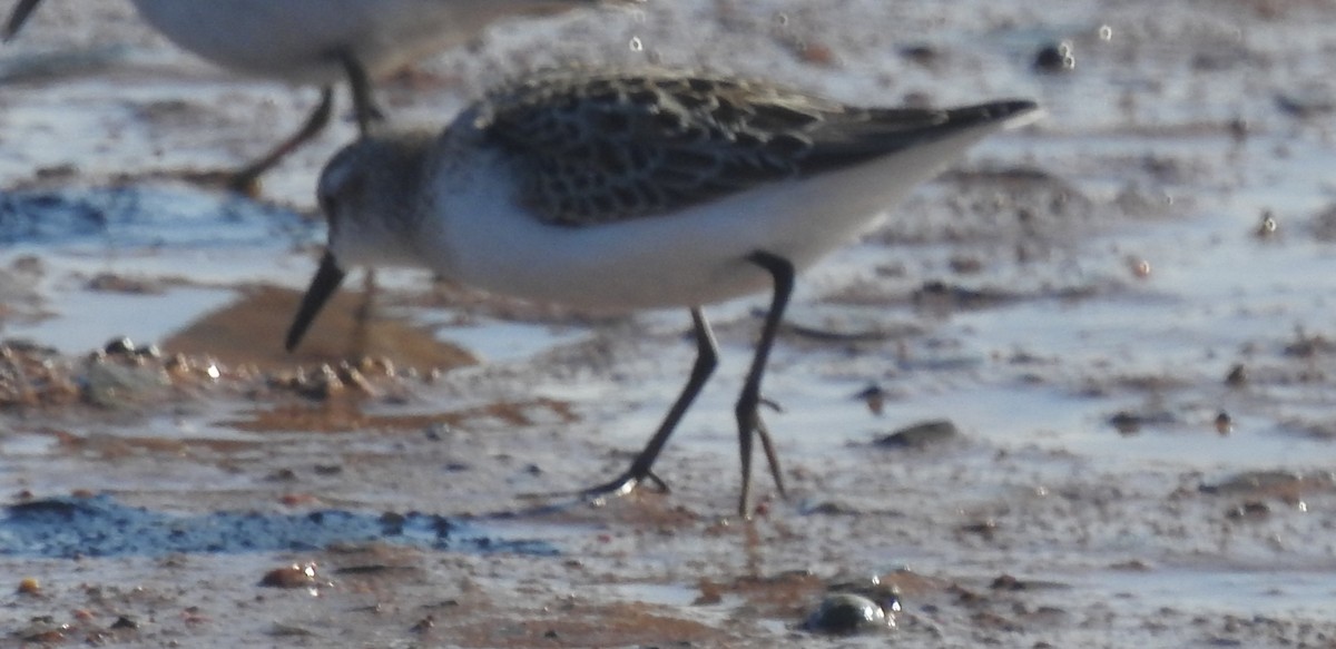 Semipalmated Sandpiper - ML642021565