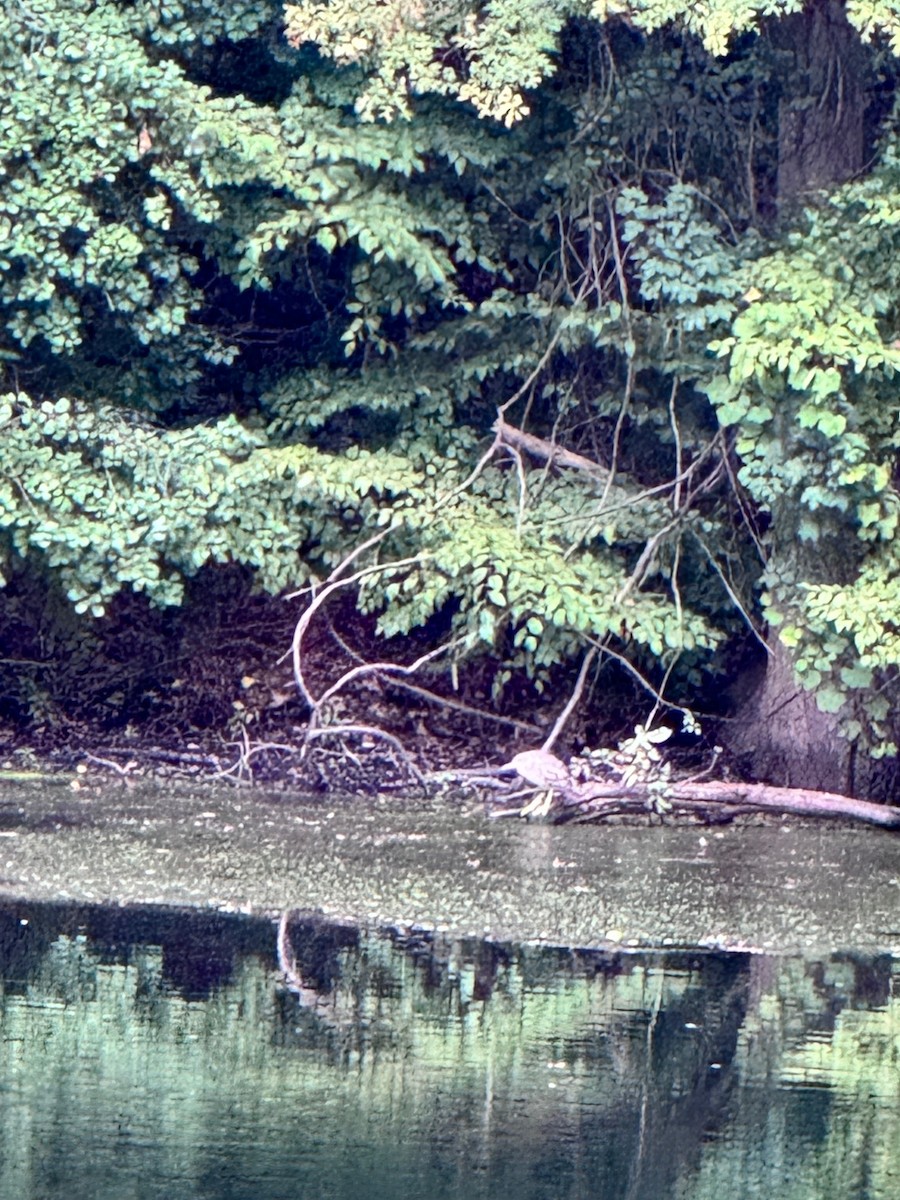 Black-crowned Night Heron (American) - Chris Gibbons