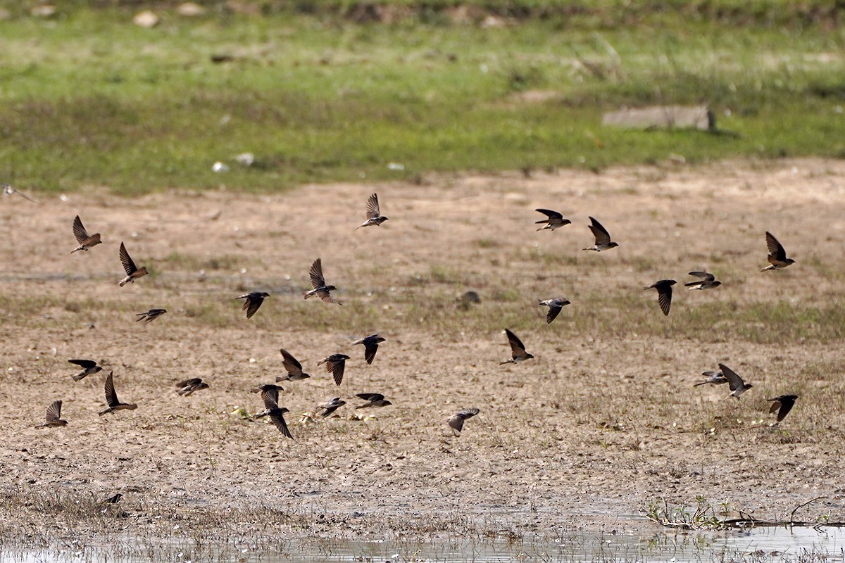 Streak-throated Swallow - ML642021592