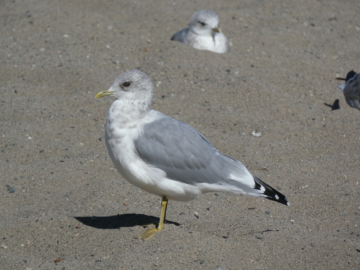 racek aljašský - ML642021607